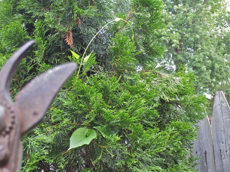 Wordless Wednesday 2