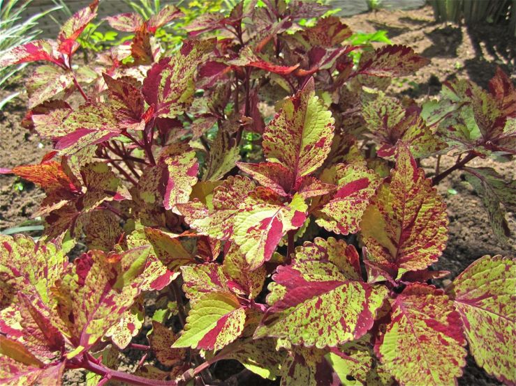 Coleus