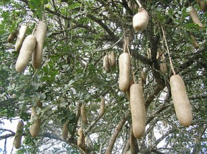 Sausage Tree fruits