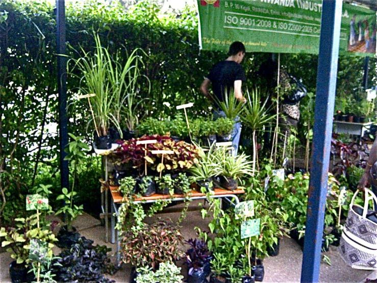 Plant Sale