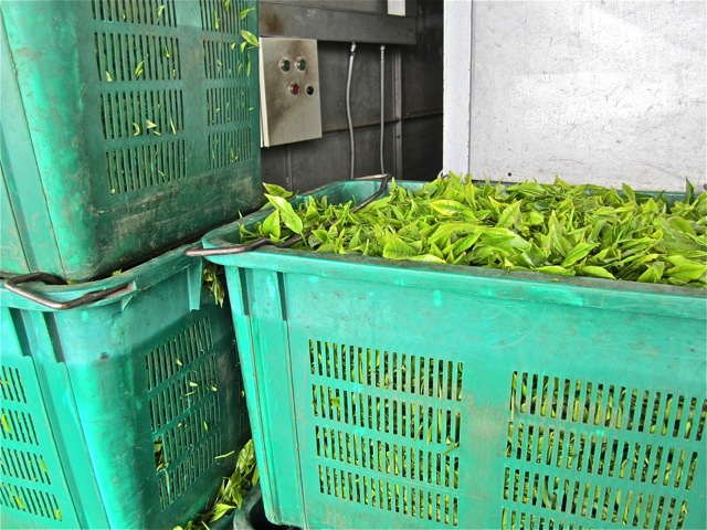 Factory - tea to withering