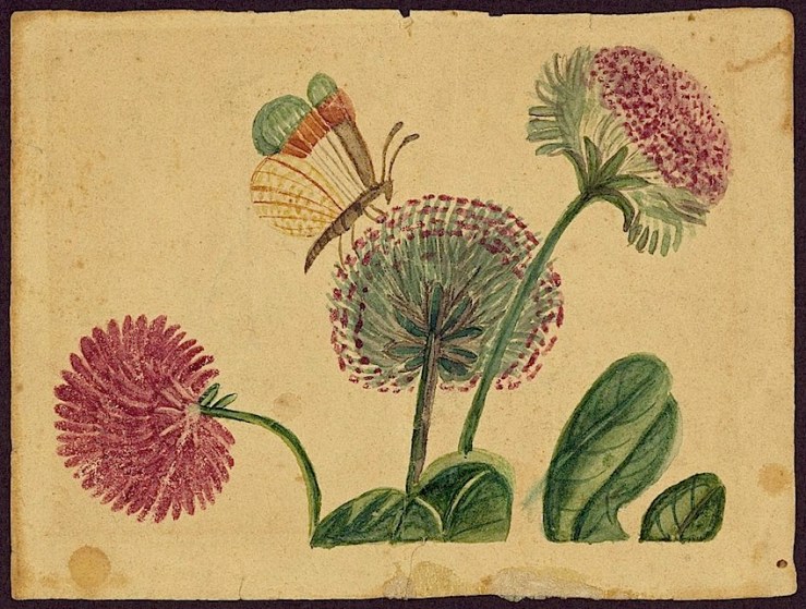 Butterfly and flowers, mid 19th c., Library of Congress
