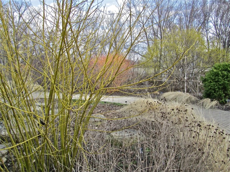 Olbrich - yellowtwig