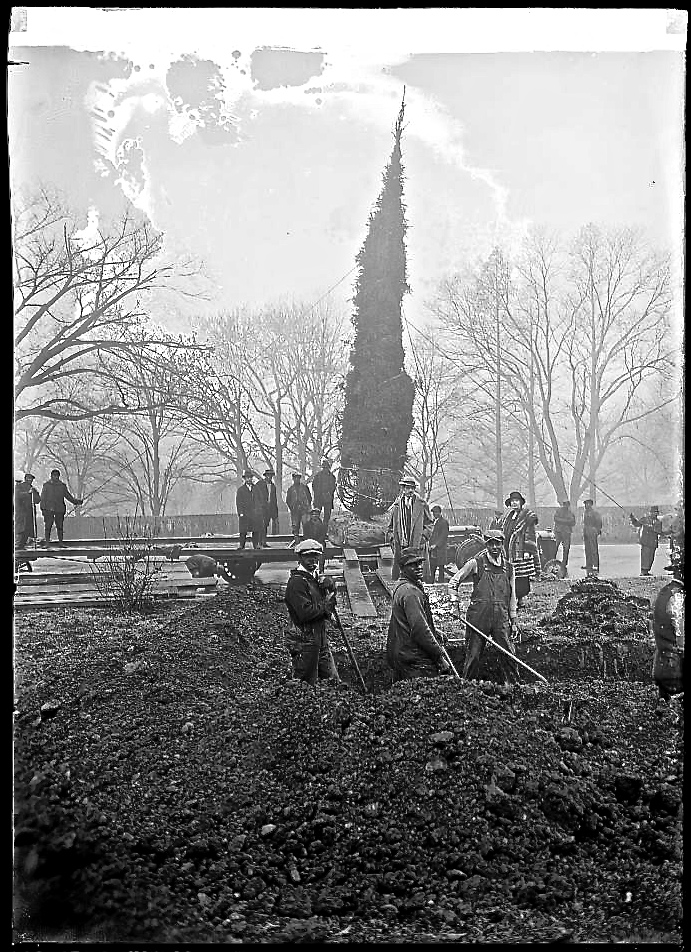1924 tree planted, LoC