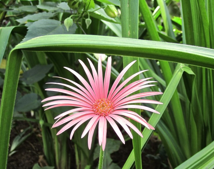 Dec 24 pink Gerbera