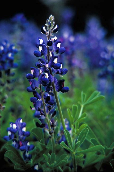 Texas bluebonnet (Lupinus texensis).  Public domain hoto by Dr. Thomas G. Barnes, U.S. Fish and Wildlife Service.