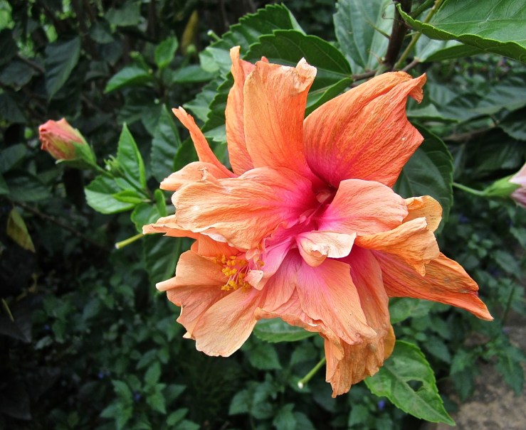 orange tropical hibiscus