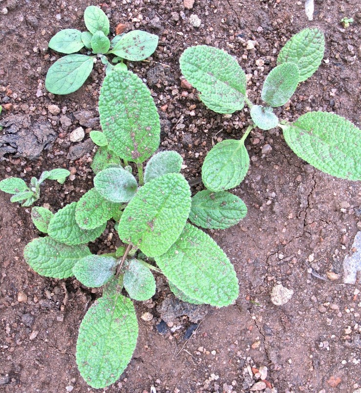 mullein or lambs ear