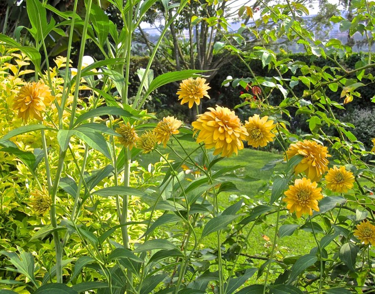 Double Rudbeckia