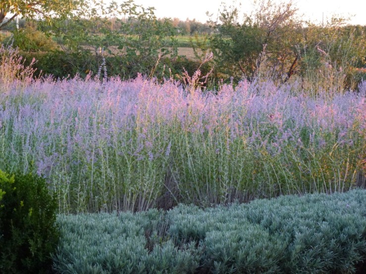 The garden in October.