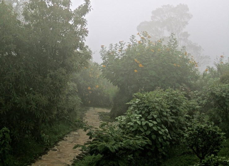 A path in the early morning fog.