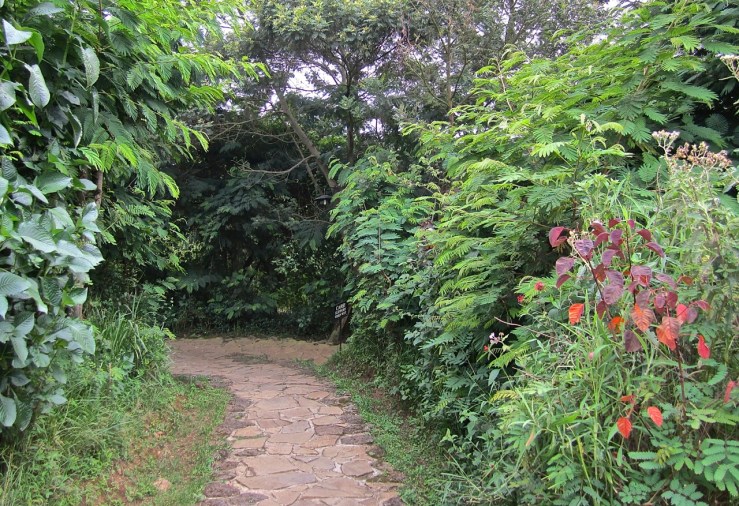 path - Virunga Safari Lodge