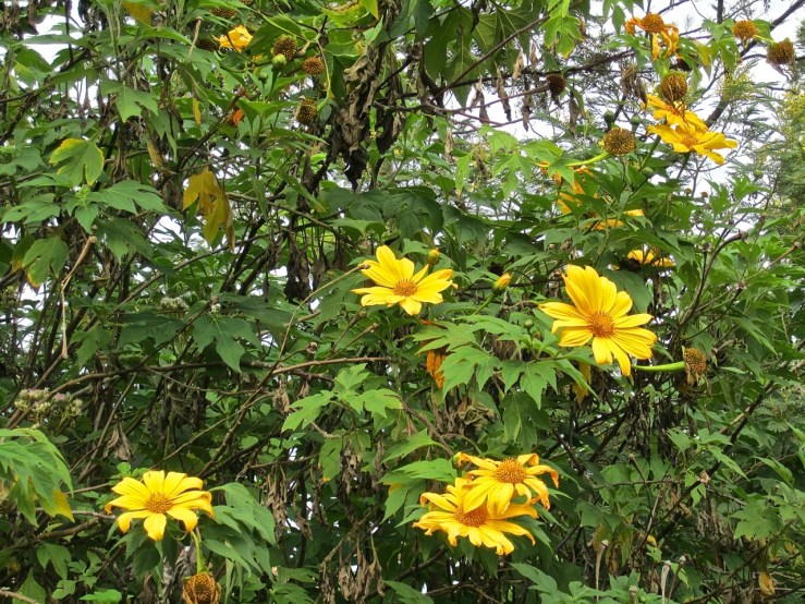 Perennial sunflowers.