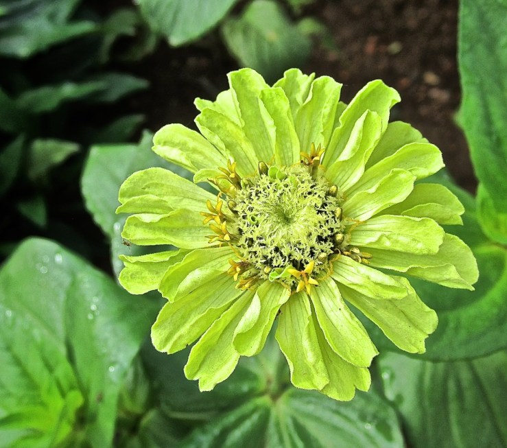 lime zinnia