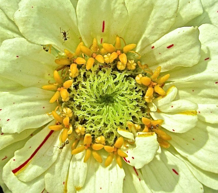 Bloom Day: zinnias, enclos*ure