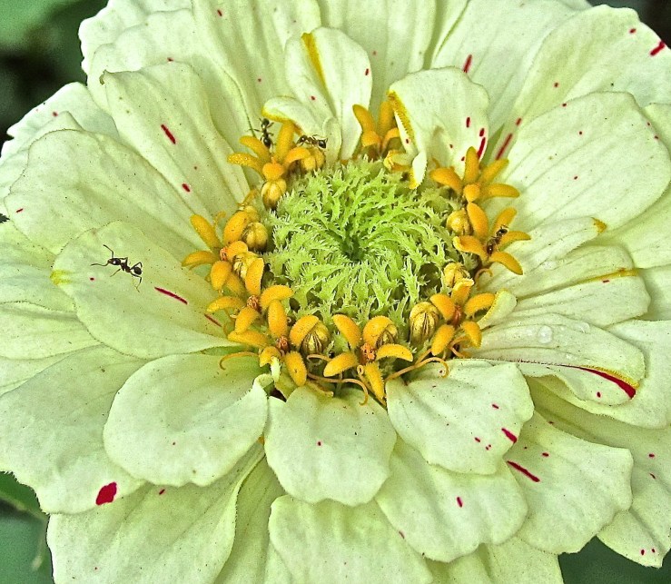 white zinnia detail at enclos*ure