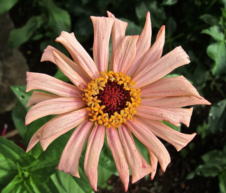 Bloom Day: pink zinnia at enclos*ure
