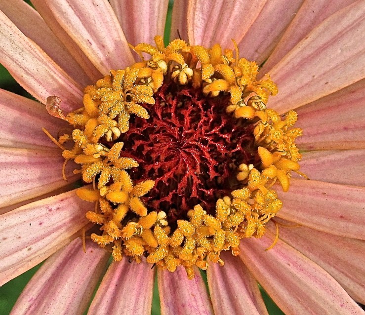 Bloom Day: pink zinnia detail, enclos*ure