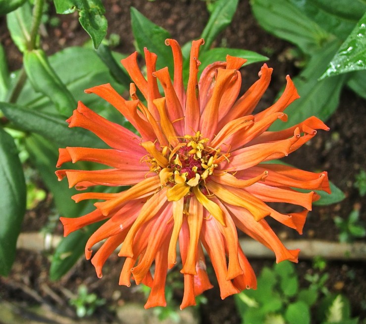 orange zinnia, enclos*ure