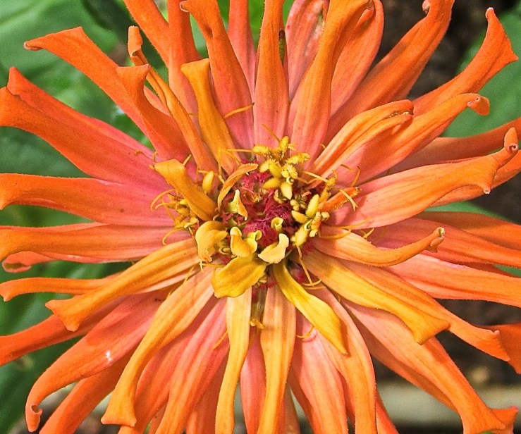 February Bloom Day: orange zinnia in Rwanda, enclos*ure