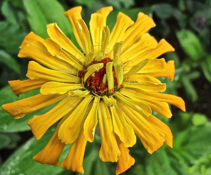yellow zinnia, enclos*ure