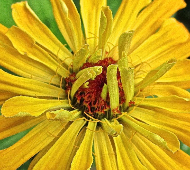 yellow zinnia detail, enclos*ure