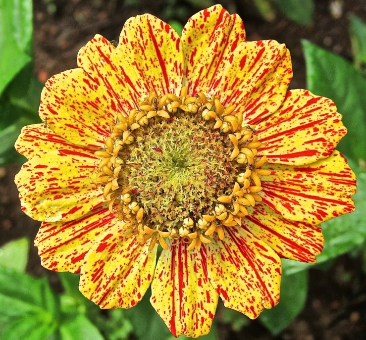 yellow red zinnia, enclos*ure