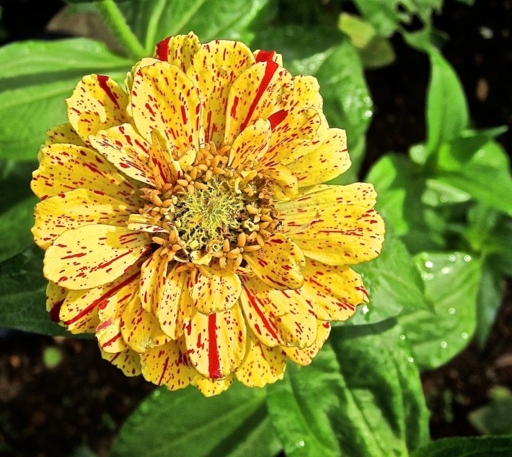 yellow red zinnia in my garden, enclos*ure