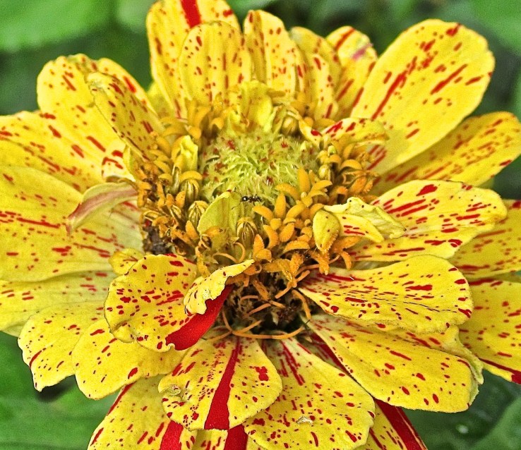 yellow red zinnia detail, enclos*ure