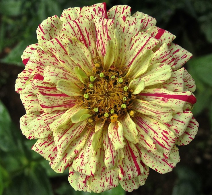 red white zinnia, enclos*ure 