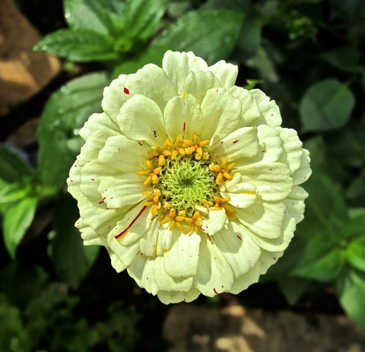 Bloom Day: white zinnia at enclos*ure