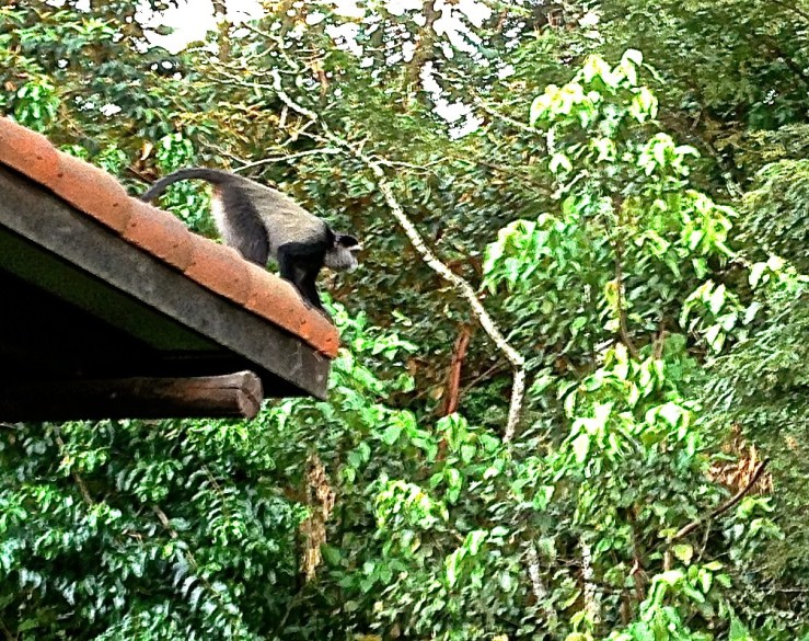 Blue monkey at Nyungwe Forest Lodge, enclos*ure