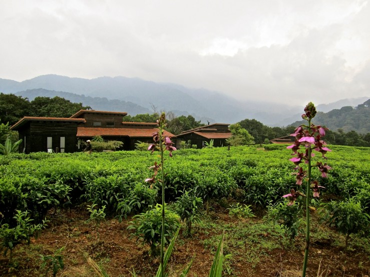 Nyungwe Forest Lodge, enclos*ure