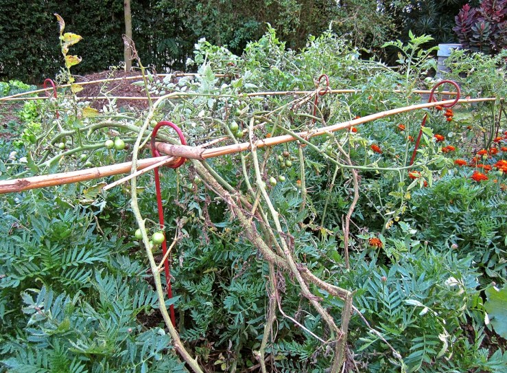 Plant supports and bamboo grid -- with my sorry looking tomatoes.