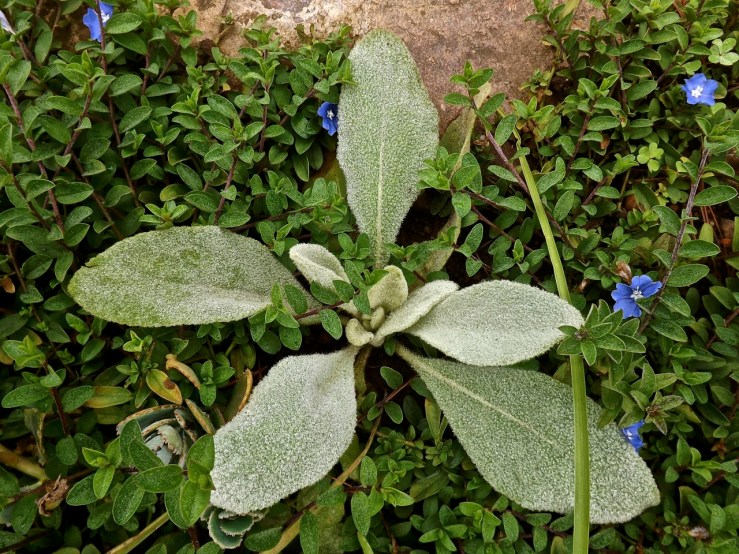 Wild mullein from seeds from my parents' Virginia garden.