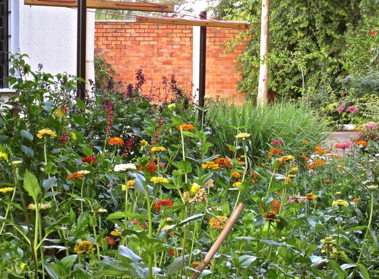 Zinnias in our cutting garden in Rwanda/enclos*ure