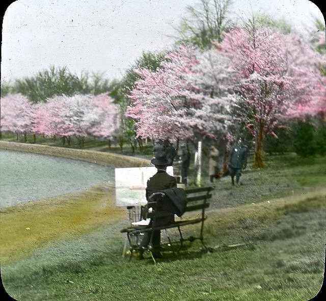 Painting the cherry blossoms, Wash., DC, c. 1920