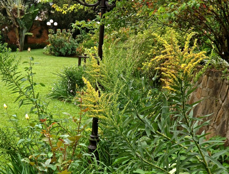 Goldenrod in bloom.