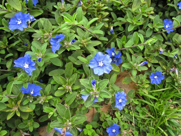 Evolvulus for Garden Blogger's Bloom Day in March/enclos*ure