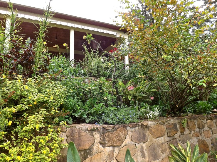 Lantana, gerbera daisies, yellow crown of thorns, and a giant white rosebush.