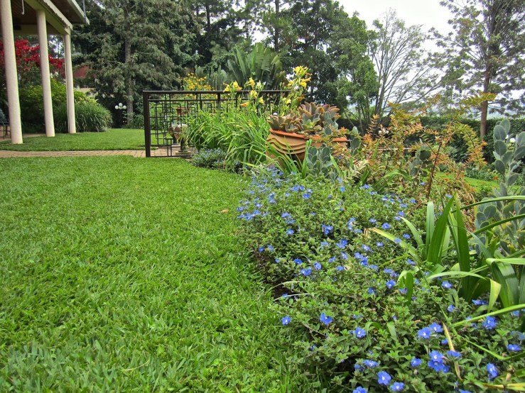 Front border edged with Evolvulus/enclos*ure