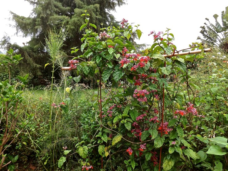 The vine Cleodendrum thomsoniae var. delectum growing on plant supports in a bed between the retaining walls.