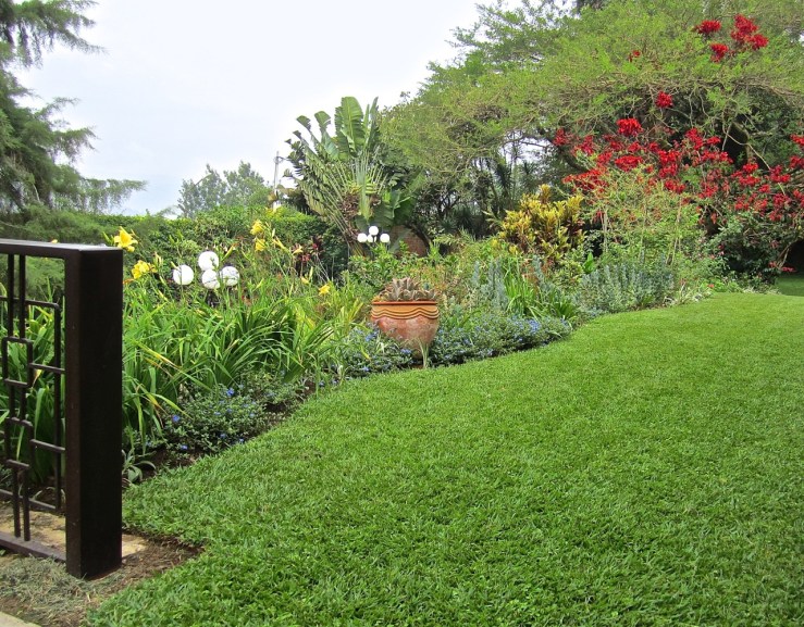 Border with Evolvulus 'Blue Sapphire' and yellow daylilies