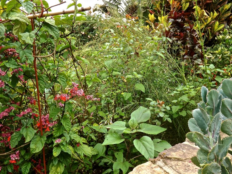 One of four burgundy sunflowers coming up in a mostly red-flowing area.