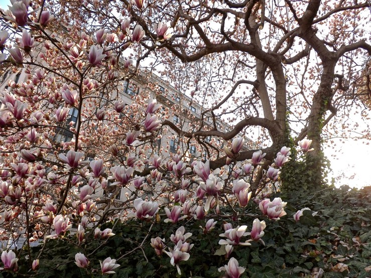 Tulip magnolia at DACOR-Bacon Hse., Wash., D.C., April 2013/enclos*ure