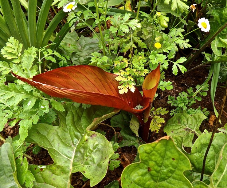 canna with sprouts/enclos*ure