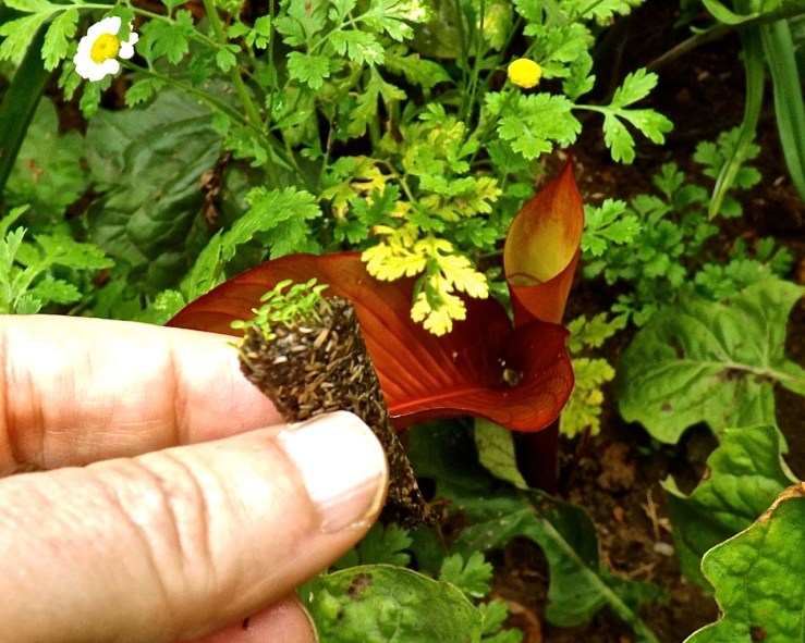 canna with sprouts 3a