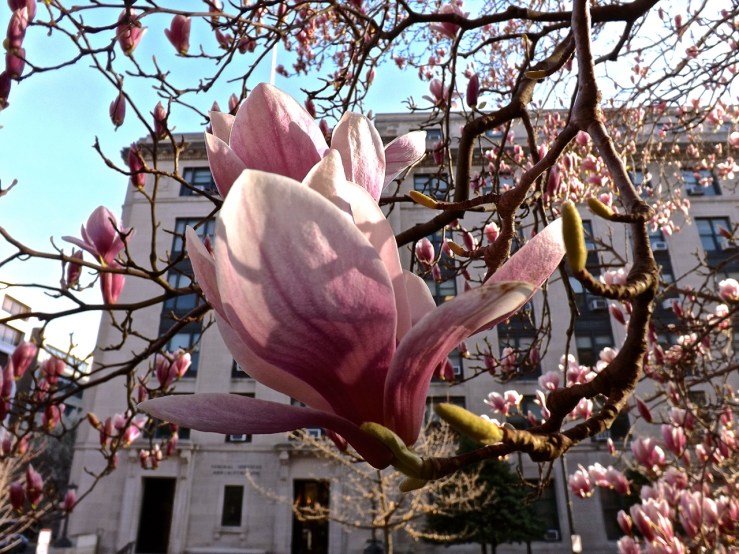Tulip magnolia at DACOR-Bacon Hse., Wash., D.C., April 2013/enclos*ure