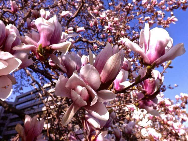 Tulip magnolia at DACOR-Bacon Hse., Wash., D.C., April 2013/enclos*ure