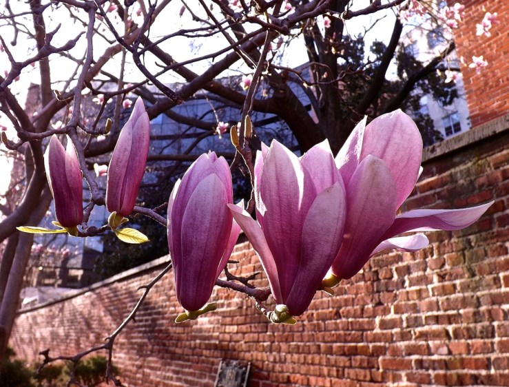 Tulip magnolia